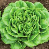 Семена салата листового Аквино мультиліф Rijk Zwaan Агропак драже 15 шт - купить | Good Harvest