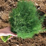 Насіння кропу Алігатор Gl Seeds 20 г - купити | Good Harvest