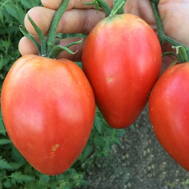 Насіння томатів Страусине яйце Gl Seeds 0,1 г 11.2020 фото