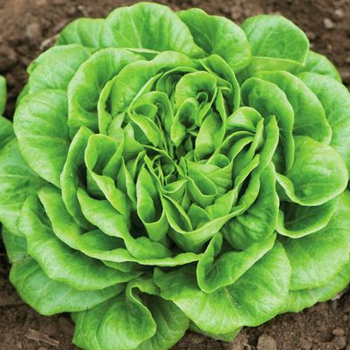 Насіння салату листового Аквіно мультиліф Rijk Zwaan Агропак драже 15 шт 19.0272 фото