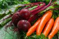 Как правильно закладывать на хранение морковь и свеклу