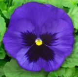 Насіння віоли віттрока Сапфір синя 20 шт купити | Good Harvest