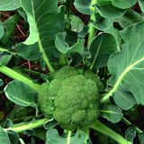 Насіння капусти броколі Вітамінна Яскрава 0,5 г - купити | Good Harvest