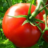 Насіння томатів Готика Сонячний Март 100 шт - купити | Good Harvest