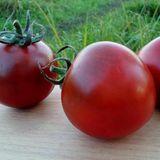 Насіння томатів Віагра Gl Seeds 0,1 г - купити | Good Harvest