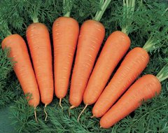 Насіння моркви Канада F1 Bejo Zaden 1 г 11.0496 фото