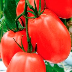 Насіння томатів Лагідний 0,2 г 11.1374 фото