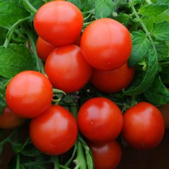 Семена томатов Агата 0,2 г 11.2027 фото