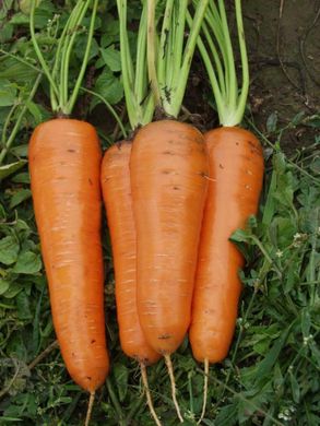 Семена моркови Канада F1 Bejo Zaden 1 г 11.0496 фото