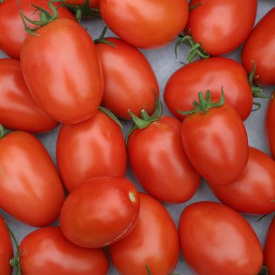 Насіння томатів Лагідний 0,2 г 11.1374 фото
