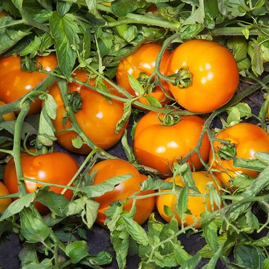 Насіння томатів Айсан F1 Kitano Seeds Леда 10 шт 11.2458 фото