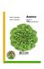 Насіння салату листового Аквіно мультиліф Rijk Zwaan Агропак драже 100 шт