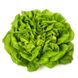 Насіння салату листового Аквіно мультиліф Rijk Zwaan Агропак драже 100 шт