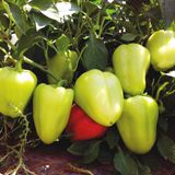 Семена перца Лотта F1 Enza Zaden Садыба 8 шт - купить | Good Harvest