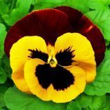 Насіння віоли віттрока Фенікс червоно-жовта 20 шт купити | Good Harvest