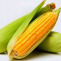 Семена кукурузы Свитстар F1 Агропак Syngenta 5 г 11.2871 фото