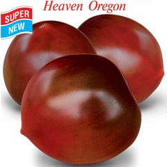 Насіння томатів Небеса Орегона Сонячний Март: 20 шт 11.2774 фото