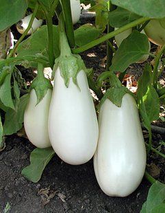 Семена баклажанов Бибо F1 Seminis Агропак 20 шт 11.0410 фото