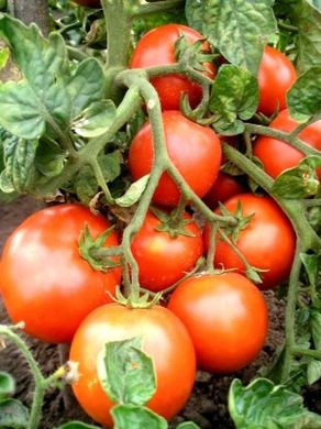 Насіння томатів Загадка червона 3 г 11.3061 фото