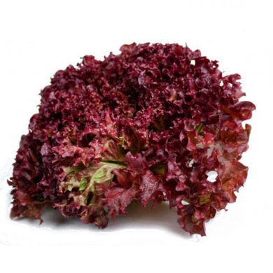 Насіння салату листового Ред Корал Legutko Агропак 0,5 г 19.0238 фото