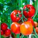 Семена томатов Альмира безрассадный Агромакси 0,4 г