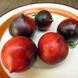 Насіння томатів Небеса Орегона Сонячний Март: 20 шт