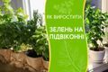 Як виростити зелень на підвіконні дізнатися більше