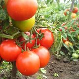 Насіння томатів Підсніжник Сонячний Март 100 шт - купити | Good Harvest