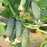 Семена огурцов Кадриль F1 0,25 г - купить | Good Harvest