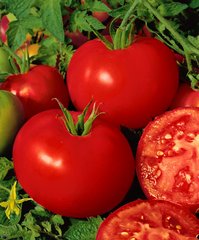 Насіння томатів Балада 0,1 г 11.2029 фото