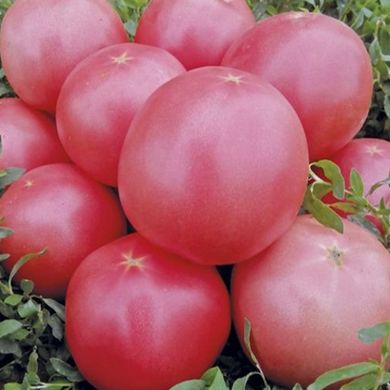 Насіння томатів Пінк Буш F1 Sakata Леда 10 шт 11.2464 фото