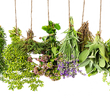 Насіння зелені Насіння пряних і лікарських трав — купити в інтернет магазині Good Harvest