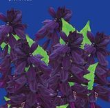 Семена сальвии Сенатор Gl Seeds 0,2 г 10.1899 фото