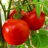 Насіння томатів Вибух грядки безрозсадний Агромаксі 0,4 г - купити | Good Harvest