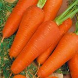 Насіння моркви Шантане Яскрава 3 г - купити | Good Harvest