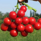 Насіння томатів Руфус F1 Esasem, Леда 20 шт - купити | Good Harvest