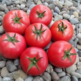 Насіння томатів Ляна рожева 0,1 г - купити | Good Harvest