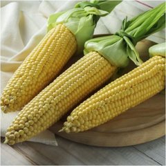 Семена кукурузы Акцент F1 Syngenta 20 шт 11.2872 фото