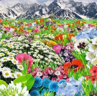 Насіння квіткової суміші Альпійський луг Gl Seeds 200 г 18.0066 фото