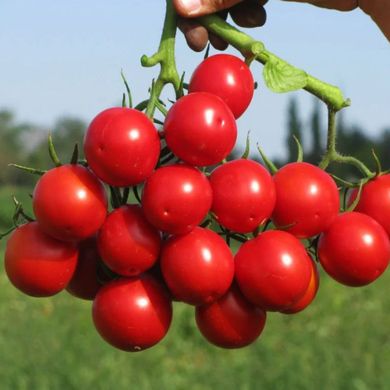 Насіння томатів Руфус F1 Esasem, Леда 20 шт 11.2721 фото