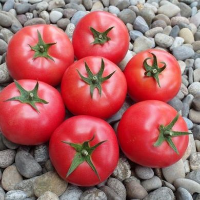 Семена томатов Ляна розовая 0,1 г 11.1336 фото