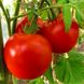 Семена томатов Взрыв грядки безрассадный Агромакси 0,4 г