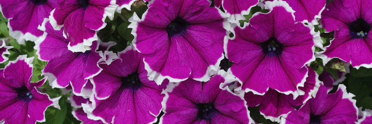 ТОП 5 квіткових культур для посіву у лютому - #2 Петунія дізнатися більше