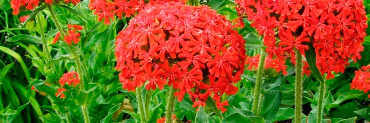 Червона квіточка - ліхніс халцедонський дізнатися більше