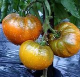 Семена томата Коричневий дерби Seedera 0,1 г - купить в Украине | Good Harvest