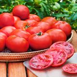 Насіння томатів Волгоградський 5/95 Gl Seeds 0,5 г - купити | Good Harvest