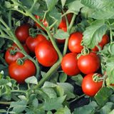 Насіння томатів Ляна 0,1 г - купити | Good Harvest