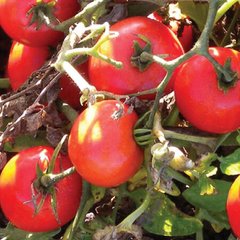 Семена томатов Хайнц 2274 Солнечный март 100 шт 11.2768 фото