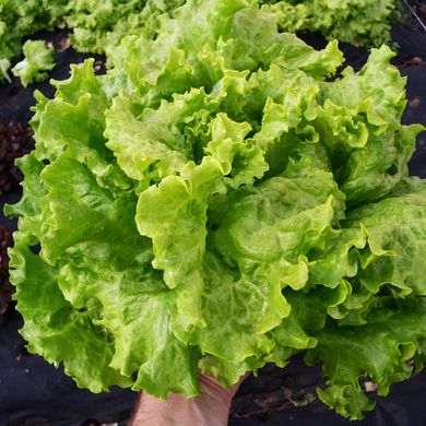 Насіння салату листового Афіціон тип Батавія Rijk Zwaan Агропак драже 1 г 19.0277 фото