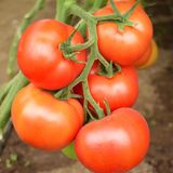 Насіння томатів Зульфія F1 Rijk Zwaan Агропак 10 шт - купити | Good Harvest